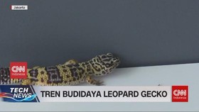 VIDEO: Tren Budidaya Leopard Gecko