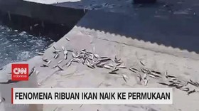 VIDEO: Fenomena Ribuan Ikan Naik ke Permukaan