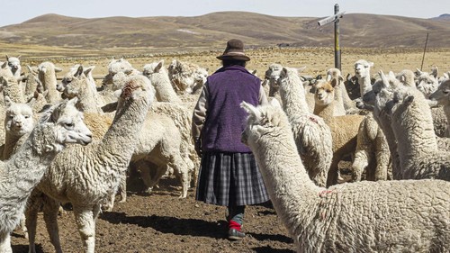 FOTO: 'Domba-domba' Peru Bertumbangan Dilanda Badai Kekeringan
