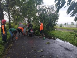 Hujan Deras Disertai Angin Kencang di Jember, Pohon Tumbang-Rumah Rusak
