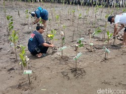 Cegah Abrasi, Bibir Pantai Karangsong Indramayu Ditanami Mangrove