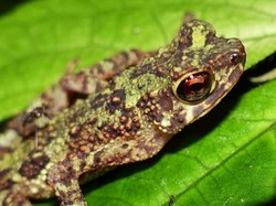 Seperti Bang Toyib, Katak Pelangi Pulang Setelah Hilang Lebih 1 Abad