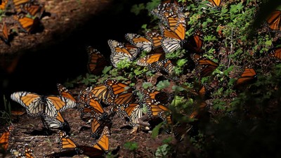 FOTO: Kembalinya Kupu-kupu Meksiko bak 'Jiwa-jiwa Terbang'