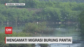 VIDEO: Lima Jenis Burung Migran Singgah di Wonorejo Surabaya