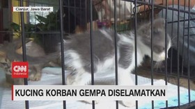 VIDEO: Penyelamatan Kucing Korban Gempa Cianjur