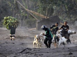 Video: Ratusan Ekor Hewan Ternak Mati Akibat Erupsi Gunung Semeru
