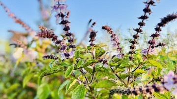 7 Herbal Penurun Kolesterol yang 'Mantap' Buat Tubuh