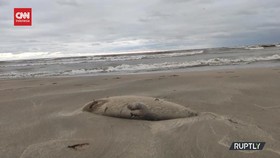 VIDEO: Ratusan Anjing Laut Mati Di Pantai Laut Kaspia