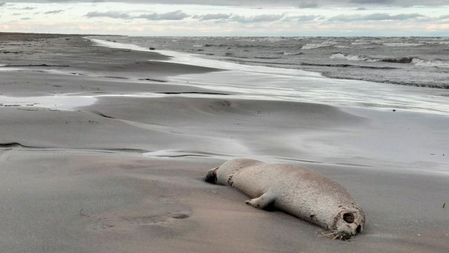 FOTO: Ribuan Anjing Laut Tergeletak Mati Misterius di Pantai Kaspia