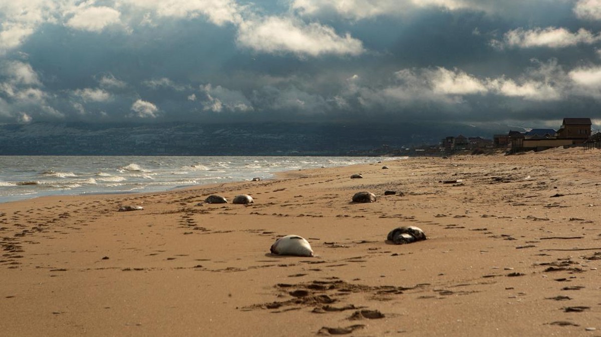 FOTO: Ribuan Anjing Laut Tergeletak Mati Misterius di Pantai Kaspia