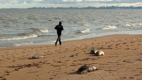 FOTO: Ribuan Anjing Laut Tergeletak Mati Misterius di Pantai Kaspia