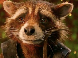 Guardians of the Galaxy Vol. 3 Jadi Akhir Rocket Raccoon?