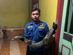 Hiii! Kagetnya Warga Semarang Saat Kamarnya Kejatuhan Ular Piton dan Biawak