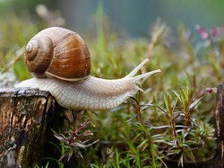 Siput Bergerak dengan Sangat Lambat, Ternyata Ini Sebabnya