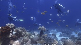 FOTO: Menyelami Keindahan Bawah Laut Wakatobi di Tengah Sepi Wisatawan