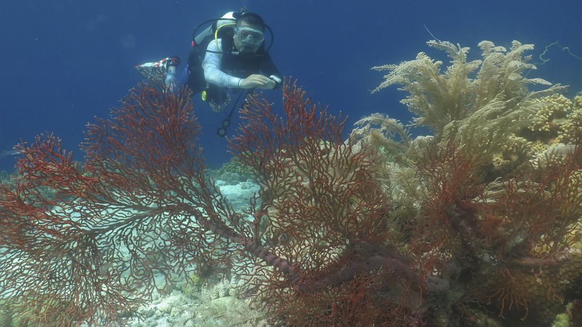 FOTO: Menyelami Keindahan Bawah Laut Wakatobi di Tengah Sepi Wisatawan