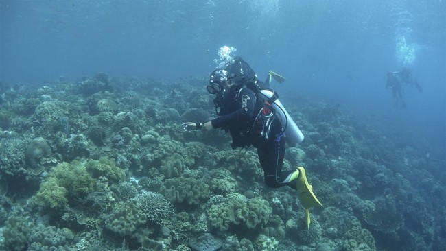FOTO: Menyelami Keindahan Bawah Laut Wakatobi di Tengah Sepi Wisatawan