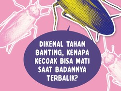Infografis: Kenapa Kecoak Bisa Mati saat Badannya Terbalik?