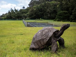 Ini Hewan Tertua di Dunia yang Pernah Hidup, Usianya Lebih dari 190 Tahun