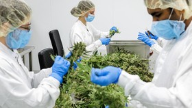 Jerman Batalkan Legalisasi Penjualan Ganja Secara Luas
