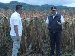 Bupati Dairi Cek Persiapan Penanaman Sorgum di Lau Mil, Ini Arahannya