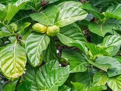 Mengenal Fungsi Daun, Lengkap dengan Penjelasan Struktur Daun
