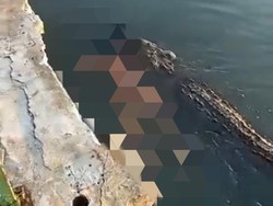 Viral Video Buaya Terkam Manusia, Polisi: Bukan di Batam