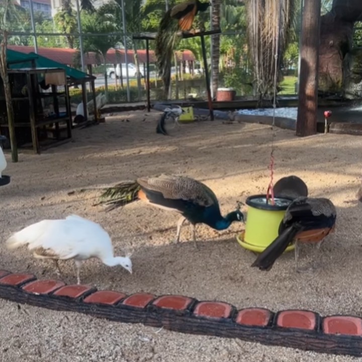 <p>Selain itu, Felicia Tissue juga pergi <em>healing</em> dengan mengunjungi kebun binatang. Ia tampak bersenang-senang melihat satwa langka di sana. "Burung meraknya lucu.." kata Felicia. Foto: Instagram @feliciatissue)</p>