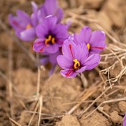 BeauPicks: 3 Rekomendasi Skincare dengan Kandungan Saffron untuk Wajah Glowing, Harganya sampai Rp3 Jutaan?