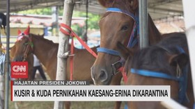 VIDEO: Kusir & Kuda Pernikahan Kaesang-Erina Dikarantina