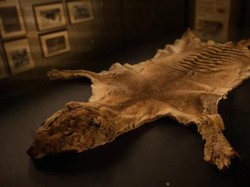 85 Tahun Hilang, Spesimen Harimau Tasmania Ditemukan di Lemari Museum