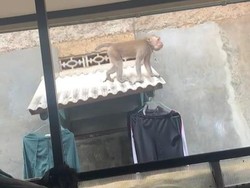 Monyet di Bogor Cakar-cakar Anak SD
