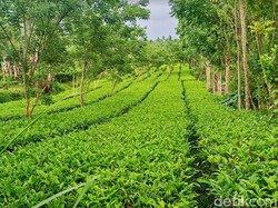 Bali juga Punya Kebun Teh Seindah Ini