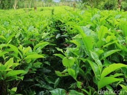 Suasananya Asri, Kebun Teh di Bali Ini Bikin Sejuk dan Tenang