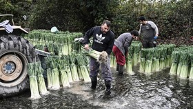 FOTO:Ramah Lingkungan, Petani Yunani Cuci Hasil Panen Pakai Air Sungai
