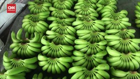 VIDEO: Budidaya Pisang Cavendis Janjikan Cuan Semanis Rasanya