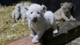 FOTO: Menengok Kelahiran Bayi Singa Putih Langka yang Lucu di Aljazair