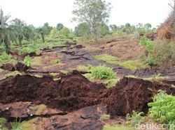 Fenomena Tanah Bergerak di Riau, 25 Ha Kebun Sawit dan Karet Terdampak