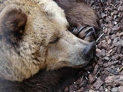 Ini Mengapa Beruang Jepang Tak Hibernasi dan Serang Kota