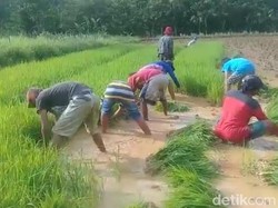 Di Balik Harga Meroket, Petani di Sampang Kelimpungan Cari Pupuk Subsidi