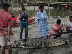 Warga Mamuju Tengah Tangkap Buaya 4 Meter di Lokasi ABG Hilang saat Mandi