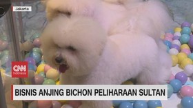 VIDEO: Bisnis Anjing Bichon Peliharaan Sultan