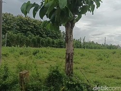Bupati Karanganyar soal Lokasi Rumah Negara untuk Jokowi: Keren Sekali