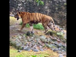 Pengelola Ragunan: Harimau Juve Kurus karena Sakit, Kini Masa Recovery