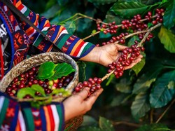 7 Biji Kopi Terbaik di Indonesia Ini Berasal dari Pulau Jawa