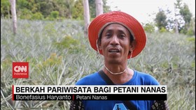 VIDEO: Berkah Pariwisata Bagi Petani Nanas
