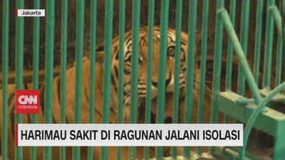 VIDEO: Harimau Sakit di Ragunan Jalani Isolasi