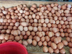 Harga Telur Ayam Ogah Turun, Emak-emak Pening