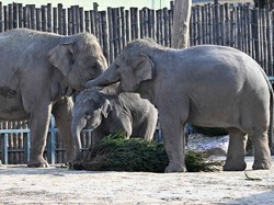 Studi Klaim Gajah Juga Punya Panggilan Tertentu untuk Temannya