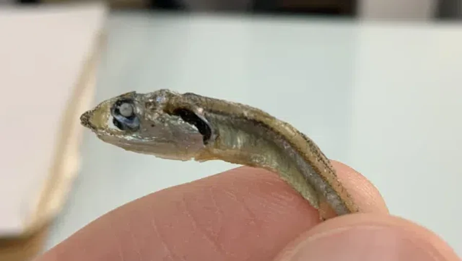 Camilan Kacang Almond Dicampur Ikan Teri Utuh, Mau Coba?